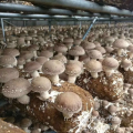 Greenhouse de champignons à une surface unique d'occurrence agricole